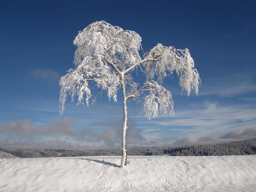 winter alone Bestexamszaragoza